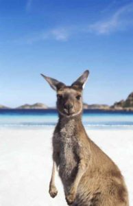 Känguruhs "verirren" sich in Australien auch mal an den Strand