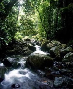 Die Regenwälder reichen in Australien zum Teil bis ans Meer