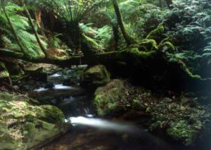 Grüne Regenwälder in Australien