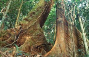 Riesige Baumstämme im Regenwald von Costa Rica