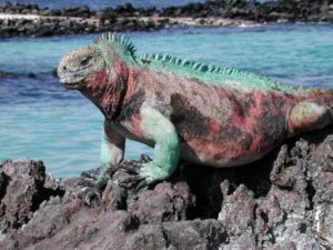 Auf den Galapagos-Inseln leben verschiedene Echsenarten