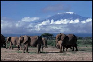 Elefanten vor der Kulisse des Kilimanjaro im Amboseli National Park