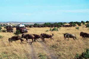 Auf Safaritouren begegnen einem in Kenia ganze Gnuherden