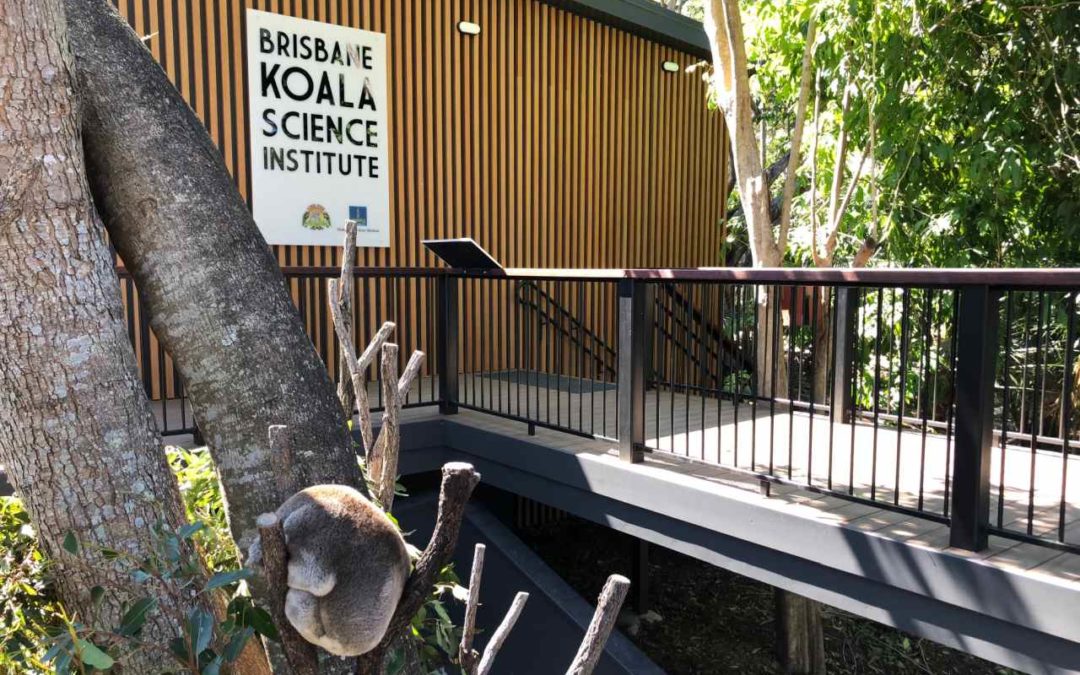 Brisbane: neue Forschungsstation für Koalas auch für Besucher offen