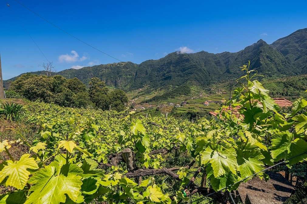 Madeira huldigt dem Wein beim Madeira Wine Festival